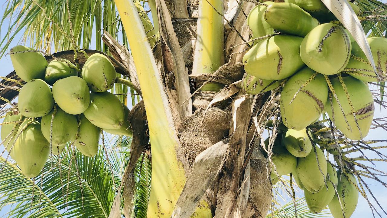 Florydzka palma kokosowa