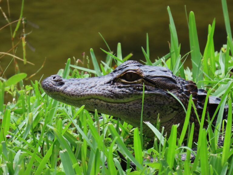  Foto zu Loteria wizowa DV-2026 krok po kroku - KierunekUSA.com - życie w 