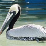 Przesympatyczne pelikany